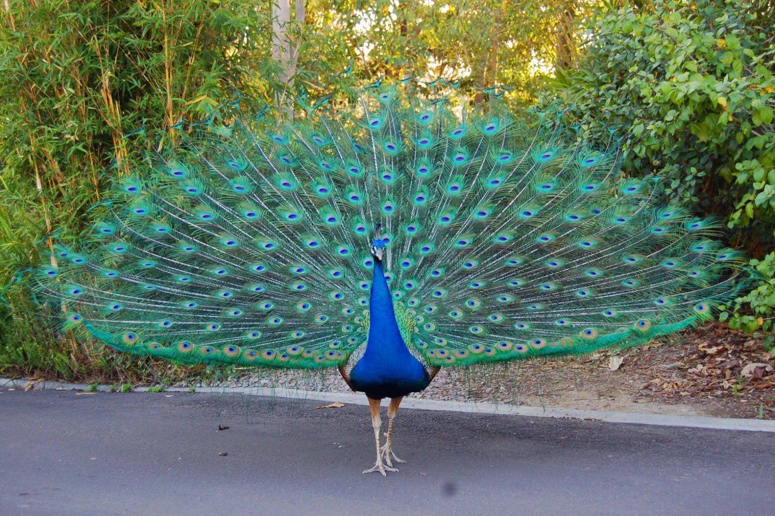 Peacock Wedding Theme Planningstips en -ideeën